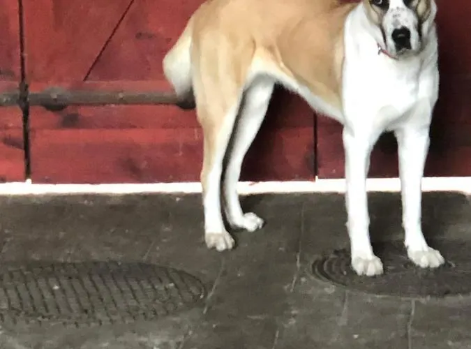 Eletfa Vendeghaz Guest house *